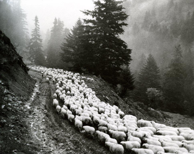 Τα πρόβατα πήραν τον δρόμο για τα χειμαδιά.
